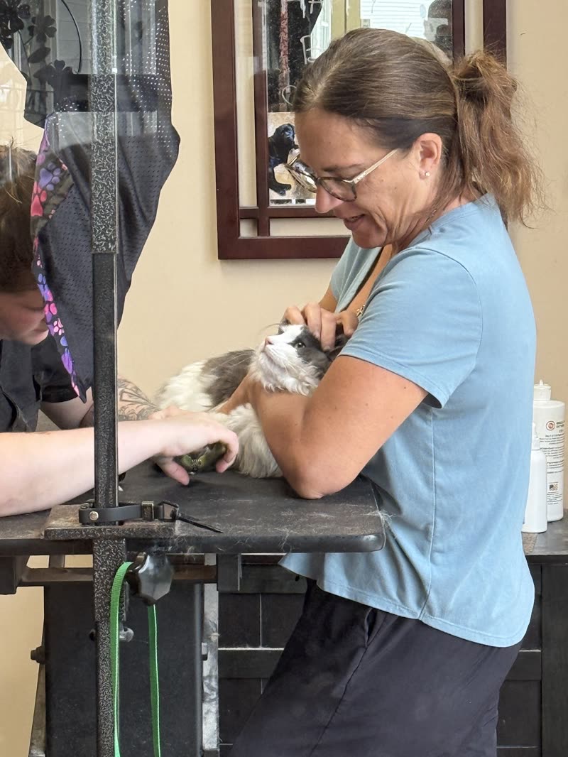 Groomer at work on a grey-and-white cat at L A Pet Salon & Spa, grooming arm and product shelf in frame
