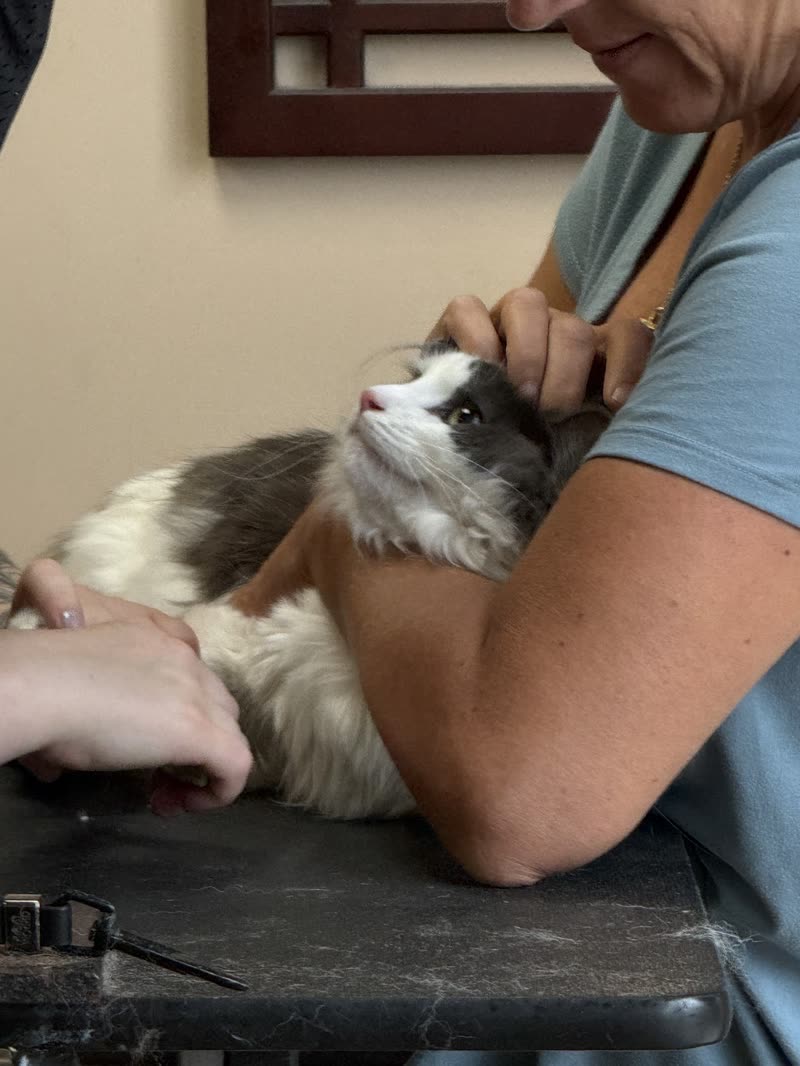 Two groomers trimming a long-haired cat together on the salon table