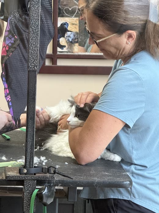 Groomer's hands combing and clipping a long-haired grey-and-white cat on the grooming table