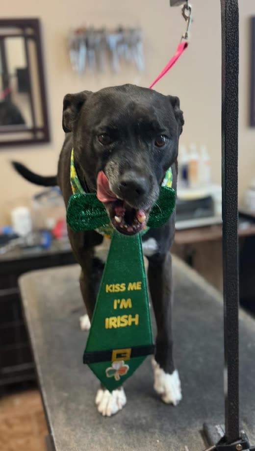 Black dog with a white chest on the grooming table wearing a green novelty tie